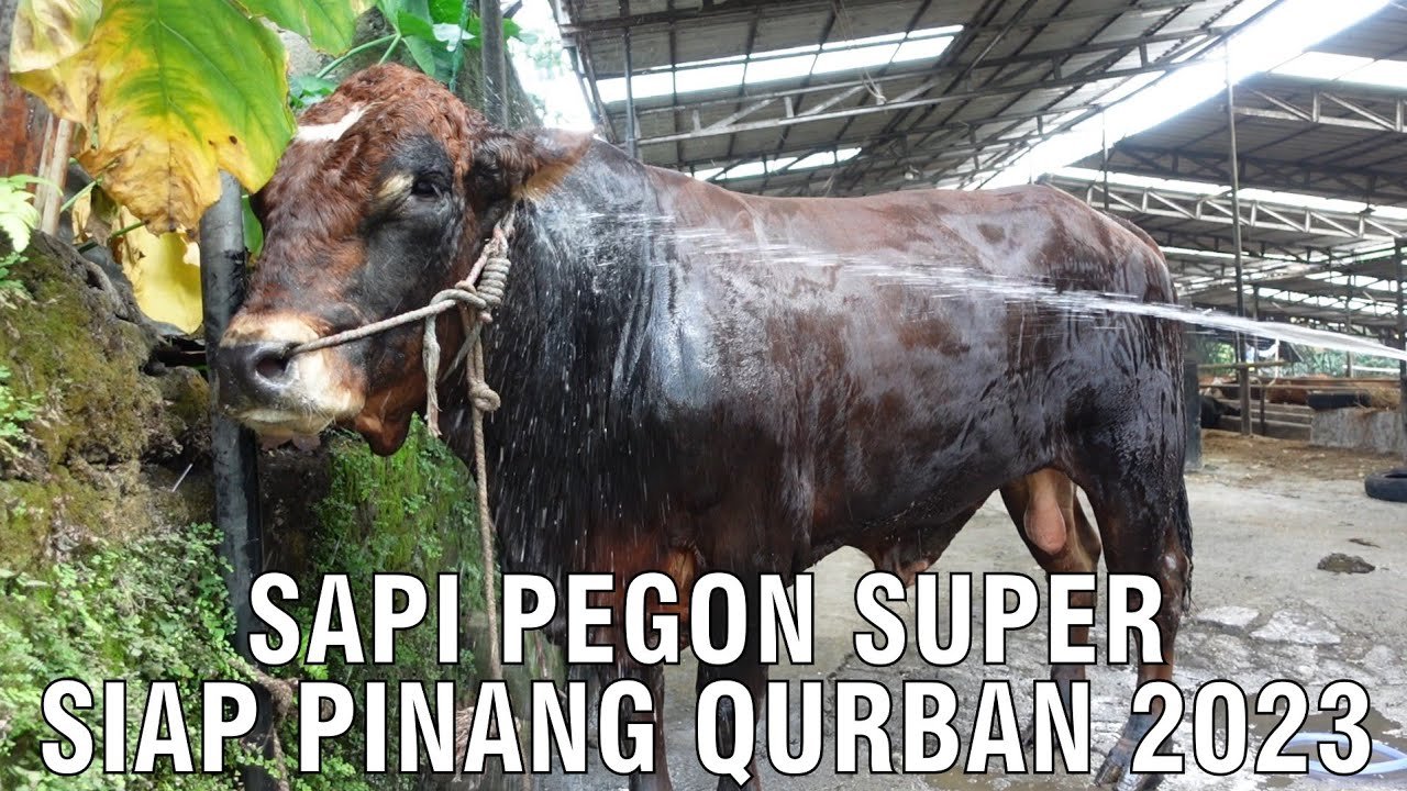 
                                 Kurban-Sapi-Pegon-Super-Siap-Pinang-2023